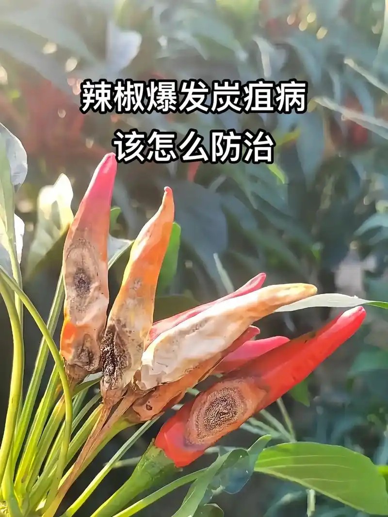 辣椒与辣椒炭疽病1.jpg