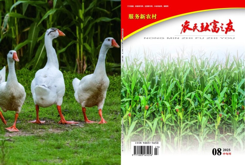 2025年8月中旬刊
