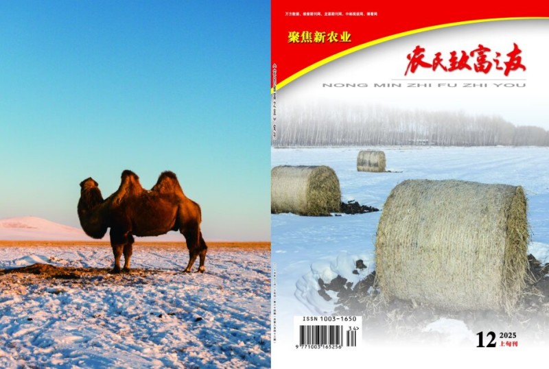 2025年12月上旬刊